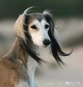 萨路基猎犬怎么养？萨路基猎犬价格-警犬训练器材厂家 _警犬训练用品_工作犬训练用品-南京开久警犬装备