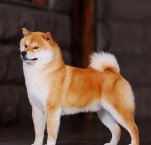 四蹄白尾巴尖白的黑狗(白尾巴尖白四蹄的小狗)-警犬训练器材厂家 _警犬训练用品_工作犬训练用品-南京开久警犬装备