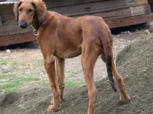 细狗品种(细狗品种有血统)-警犬训练器材厂家 _警犬训练用品_工作犬训练用品-南京开久警犬装备