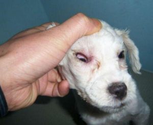 狗瘟的后期症状是什么？泰迪狗瘟的症状是什么-警犬训练器材厂家 _警犬训练用品_工作犬训练用品-南京开久警犬装备