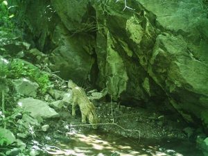 收购狗昌平(昌平可以带狗玩的地方)-警犬训练器材厂家 _警犬训练用品_工作犬训练用品-南京开久警犬装备