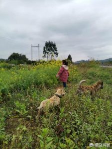 金毛替主人卖狗娃，金毛轮胎主人靠狗 ***-警犬训练器材厂家 _警犬训练用品_工作犬训练用品-南京开久警犬装备