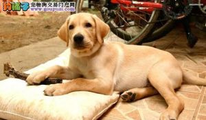 如何判断是拉布拉多幼犬(如何判断是拉布拉多幼犬是否健康)-警犬训练器材厂家 _警犬训练用品_工作犬训练用品-南京开久警犬装备