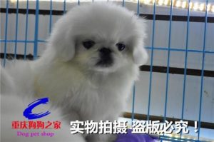 京巴狗怎么养成犬饲养-警犬训练器材厂家 _警犬训练用品_工作犬训练用品-南京开久警犬装备