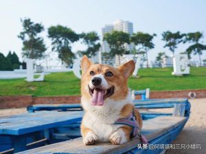 适合人插的狗狗品种_适合男生养的狗狗品种-警犬训练器材厂家 _警犬训练用品_工作犬训练用品-南京开久警犬装备