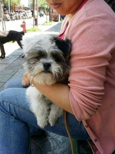 串串狗长大后会很丑吗(金毛串串狗长大后 *** )-警犬训练器材厂家 _警犬训练用品_工作犬训练用品-南京开久警犬装备