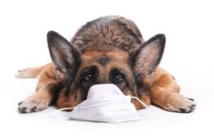 狗狗冠状病毒能活多久(狗狗冠状病毒潜伏期多久)-警犬训练器材厂家 _警犬训练用品_工作犬训练用品-南京开久警犬装备