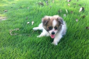 狼和狗的杂交是什么？柯基犬是什么狗的杂交-警犬训练器材厂家 _警犬训练用品_工作犬训练用品-南京开久警犬装备