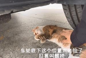 珠海训练宠物狗(珠海泰迪宠物狗价格)-警犬训练器材厂家 _警犬训练用品_工作犬训练用品-南京开久警犬装备