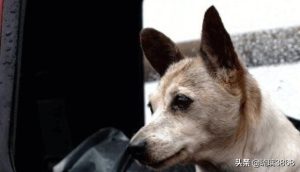 母狗起名字大全霸气(鸟起名字大全霸气)-警犬训练器材厂家 _警犬训练用品_工作犬训练用品-南京开久警犬装备