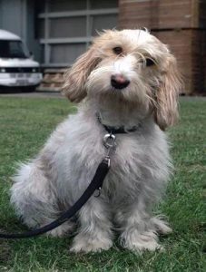 迷你贝吉格里芬凡丁犬_迷你贝吉格里芬凡丁犬掉毛程度-警犬训练器材厂家 _警犬训练用品_工作犬训练用品-南京开久警犬装备