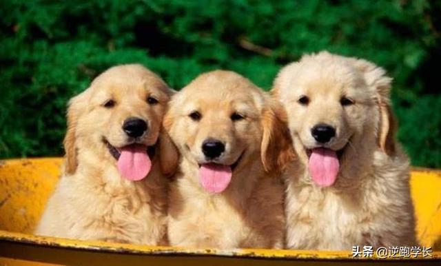 斑点狗生小狗萌宠(101斑点狗小狗名字) - 警犬训练器材厂家 _警犬训练用品_工作犬训练用品-南京开久警犬装备-警犬训练器材厂家 _警犬训练用品_工作犬训练用品-南京开久警犬装备