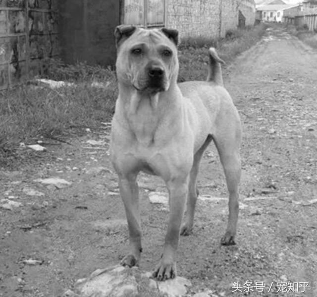 沙皮狗 *** _黑色沙皮狗 *** - 警犬训练器材厂家 _警犬训练用品_工作犬训练用品-南京开久警犬装备-警犬训练器材厂家 _警犬训练用品_工作犬训练用品-南京开久警犬装备