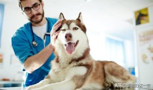 阿拉斯加雪橇犬好养吗(阿拉斯加雪橇犬好不好养)-警犬训练器材厂家 _警犬训练用品_工作犬训练用品-南京开久警犬装备