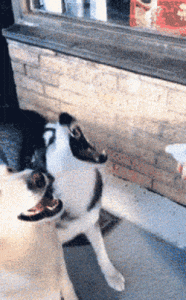 世界恶狗排行榜萌宠-警犬训练器材厂家 _警犬训练用品_工作犬训练用品-南京开久警犬装备