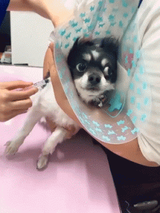 狗狗什么时候打第一针疫苗(狗狗最后一针什么时候打)-警犬训练器材厂家 _警犬训练用品_工作犬训练用品-南京开久警犬装备