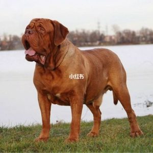 法国獒犬波尔多(法国獒犬 *** )-警犬训练器材厂家 _警犬训练用品_工作犬训练用品-南京开久警犬装备