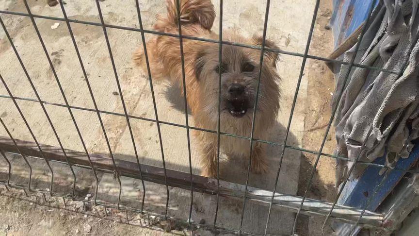 莱山流浪狗救助站(武汉流浪狗救助站联系方式) - 警犬训练器材厂家 _警犬训练用品_工作犬训练用品-南京开久警犬装备-警犬训练器材厂家 _警犬训练用品_工作犬训练用品-南京开久警犬装备