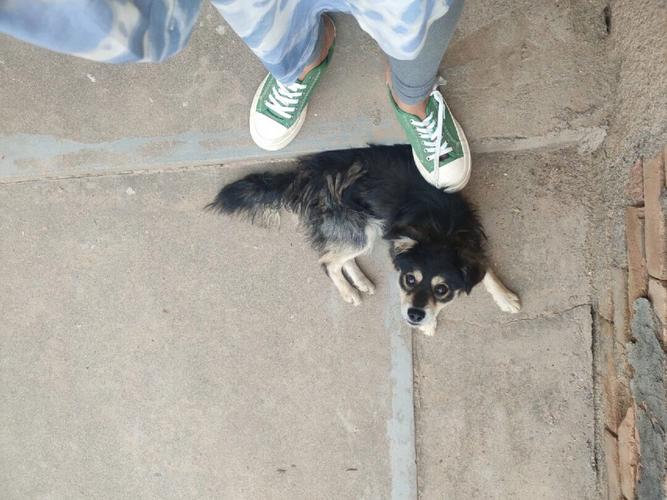 狗咬破自己腿血淋淋的 - 警犬训练器材厂家 _警犬训练用品_工作犬训练用品-南京开久警犬装备-警犬训练器材厂家 _警犬训练用品_工作犬训练用品-南京开久警犬装备