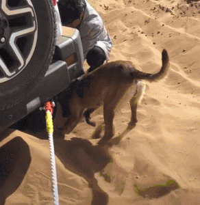 最受女生喜欢的狗狗(女生喜欢狗狗怎么聊)-警犬训练器材厂家 _警犬训练用品_工作犬训练用品-南京开久警犬装备