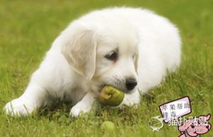 小狗吃撑了怎么办?幼犬饲养？小狗吃撑了呕吐怎么办-警犬训练器材厂家 _警犬训练用品_工作犬训练用品-南京开久警犬装备