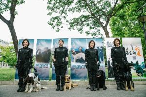 电视剧警花与警犬(警花与警犬2)-警犬训练器材厂家 _警犬训练用品_工作犬训练用品-南京开久警犬装备