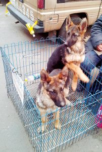 大型犬归哪个部门管(烈性犬归哪个部门管理)-警犬训练器材厂家 _警犬训练用品_工作犬训练用品-南京开久警犬装备