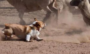 为什么柯基犬要断尾(柯基犬几天断尾好)-警犬训练器材厂家 _警犬训练用品_工作犬训练用品-南京开久警犬装备