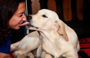 狗狗 *** 的小便处是什么原因?-警犬训练器材厂家 _警犬训练用品_工作犬训练用品-南京开久警犬装备