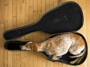 像林永健的狗(林永健象什么狗)-警犬训练器材厂家 _警犬训练用品_工作犬训练用品-南京开久警犬装备