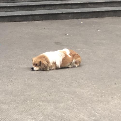 狗趴着的姿势代表(狗睡觉姿势代表性格) - 警犬训练器材厂家 _警犬训练用品_工作犬训练用品-南京开久警犬装备-警犬训练器材厂家 _警犬训练用品_工作犬训练用品-南京开久警犬装备