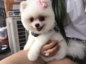 博美犬缺点(博美犬缺点和优点)-警犬训练器材厂家 _警犬训练用品_工作犬训练用品-南京开久警犬装备