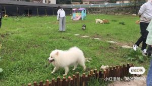 贵阳金阳狗场在哪里(贵阳金阳社保局在哪里)-警犬训练器材厂家 _警犬训练用品_工作犬训练用品-南京开久警犬装备