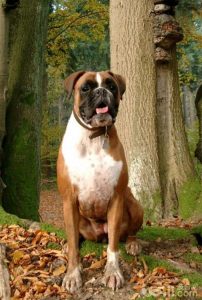 什么宠物狗最热门(什么宠物狗便宜又好养)-警犬训练器材厂家 _警犬训练用品_工作犬训练用品-南京开久警犬装备