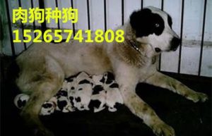 肉狗是什么狗(肉狗是什么品种的狗)-警犬训练器材厂家 _警犬训练用品_工作犬训练用品-南京开久警犬装备