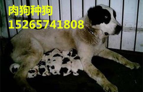 肉狗是什么狗(肉狗是什么品种的狗) - 警犬训练器材厂家 _警犬训练用品_工作犬训练用品-南京开久警犬装备-警犬训练器材厂家 _警犬训练用品_工作犬训练用品-南京开久警犬装备