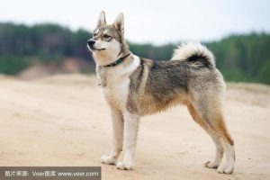 莱卡犬价格(莱卡犬价格多少)-警犬训练器材厂家 _警犬训练用品_工作犬训练用品-南京开久警犬装备