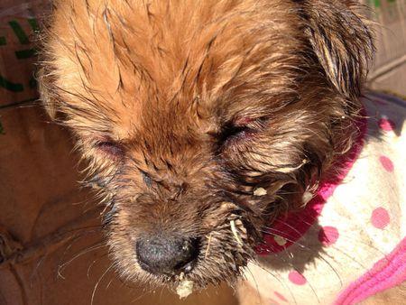 犬瘟后期救不活的症状犬瘟后期救不活的症状 - 警犬训练器材厂家 _警犬训练用品_工作犬训练用品-南京开久警犬装备-警犬训练器材厂家 _警犬训练用品_工作犬训练用品-南京开久警犬装备