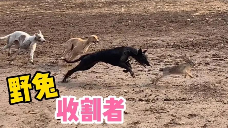 太仓猎狗打兔子(太仓猎狗适合家养吗) - 警犬训练器材厂家 _警犬训练用品_工作犬训练用品-南京开久警犬装备-警犬训练器材厂家 _警犬训练用品_工作犬训练用品-南京开久警犬装备