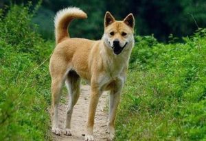 狗在民间的传说(民间杀猪的传说)-警犬训练器材厂家 _警犬训练用品_工作犬训练用品-南京开久警犬装备