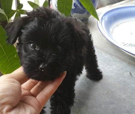 黑色宠物狗有哪些品种(宠物狗有哪些品种照片) - 警犬训练器材厂家 _警犬训练用品_工作犬训练用品-南京开久警犬装备-警犬训练器材厂家 _警犬训练用品_工作犬训练用品-南京开久警犬装备