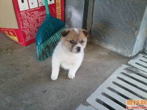 中华田园犬六大品种(中华田园犬品种大全及 *** )-警犬训练器材厂家 _警犬训练用品_工作犬训练用品-南京开久警犬装备