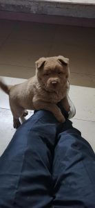 正宗潮汕土狗(正宗潮汕土狗价格)-警犬训练器材厂家 _警犬训练用品_工作犬训练用品-南京开久警犬装备