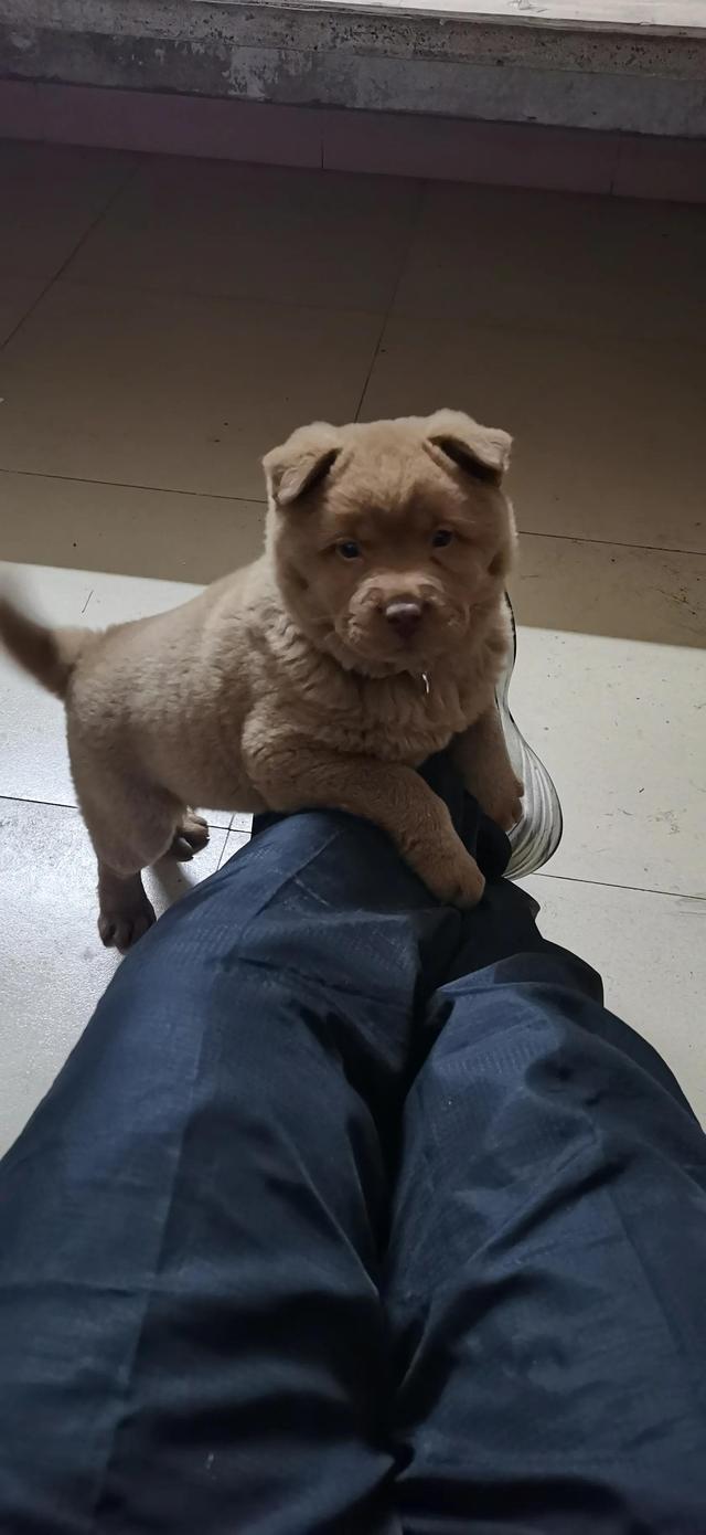 正宗潮汕土狗(正宗潮汕土狗价格) - 警犬训练器材厂家 _警犬训练用品_工作犬训练用品-南京开久警犬装备-警犬训练器材厂家 _警犬训练用品_工作犬训练用品-南京开久警犬装备