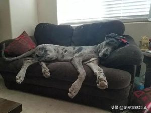 德国大丹犬(德国大丹犬摆件)-警犬训练器材厂家 _警犬训练用品_工作犬训练用品-南京开久警犬装备