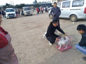 斑点狗的价格纯种斑点狗价格-警犬训练器材厂家 _警犬训练用品_工作犬训练用品-南京开久警犬装备