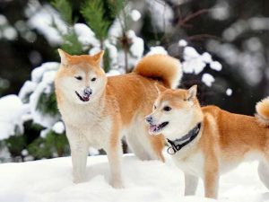 为什么忠犬八公能等9年?忠犬八公为什么被禁-警犬训练器材厂家 _警犬训练用品_工作犬训练用品-南京开久警犬装备