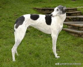 蒙古细犬和灵缇的区别_蒙古细犬单脊和双脊的区别-警犬训练器材厂家 _警犬训练用品_工作犬训练用品-南京开久警犬装备