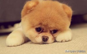 狗吃什么会死？狗狗不能吃什么食物-警犬训练器材厂家 _警犬训练用品_工作犬训练用品-南京开久警犬装备