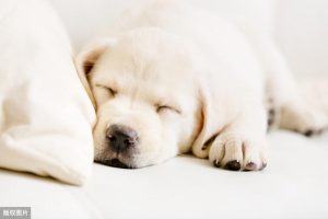 小狗救主人的作文600字，我的心爱之物小狗作文600字-警犬训练器材厂家 _警犬训练用品_工作犬训练用品-南京开久警犬装备